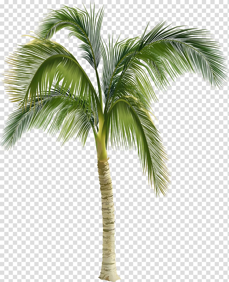 beautiful green coconut trees transparent background PNG clipart