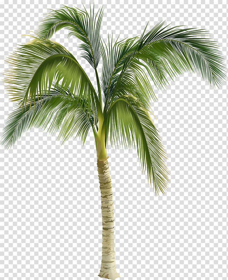 palm tree , Arecaceae Tree , Beautiful green coconut trees transparent background PNG clipart