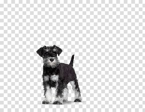 Miniature Schnauzer Morkie Schnoodle Puppy Havanese dog, Miniature Schnauzer transparent background PNG clipart