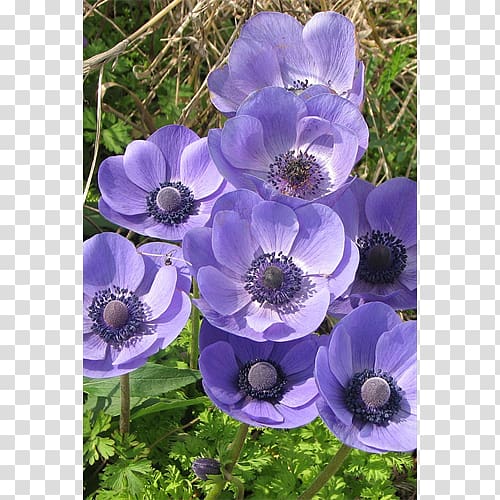 Flowering Bulbs Plant Japanese anemone Anemone nemorosa, anemone transparent background PNG clipart