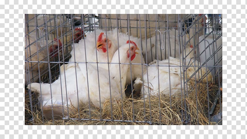 Rooster Fauna Beak Chicken as food, Avian Veterinarian transparent background PNG clipart