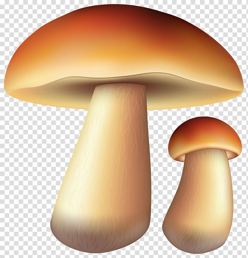 Edible mushroom Oyster Mushroom Fungus Pleurotus eryngii, mushroom transparent background PNG clipart