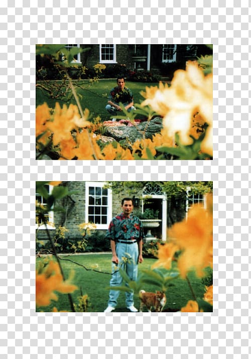 Lawn Recreation Leaf Tree Freddie Mercury, Freddie Mercury transparent background PNG clipart