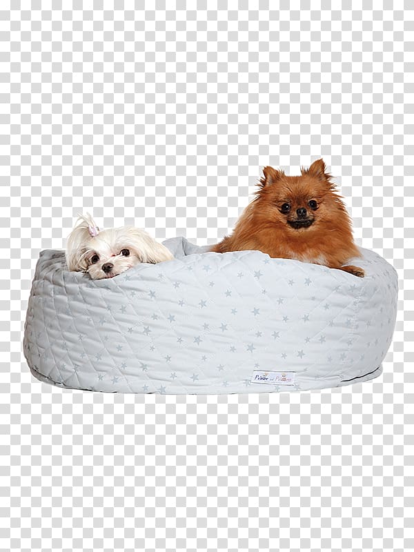 Dog breed Pomeranian Puppy Companion dog Bed, puppy transparent background PNG clipart