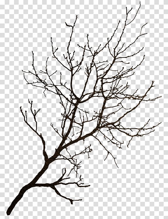 Branch Tree Winter , tree transparent background PNG clipart