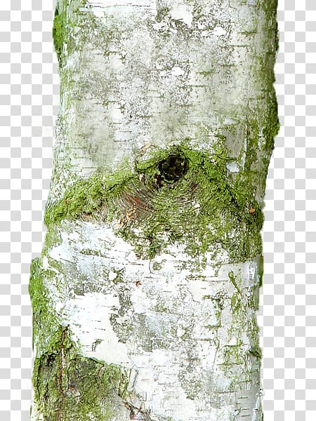 Silver birch, betula pendula transparent background PNG clipart