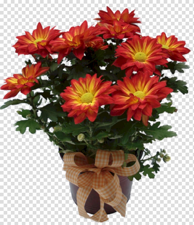 Chrysanthemum Cut flowers Plant Transvaal daisy, chrysanthemum transparent background PNG clipart