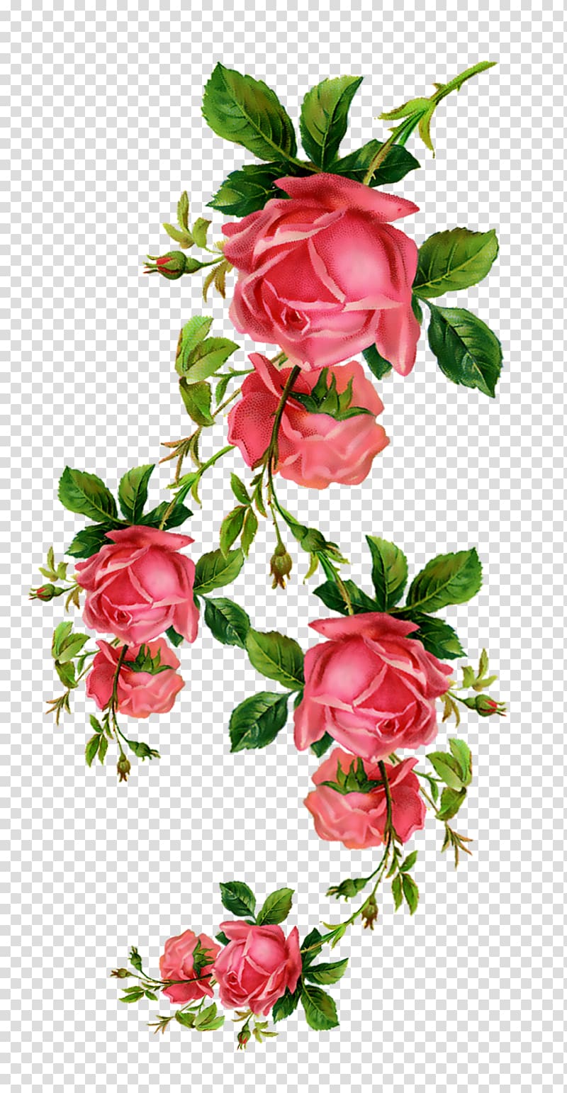 Flower Rose Blume , 520 transparent background PNG clipart