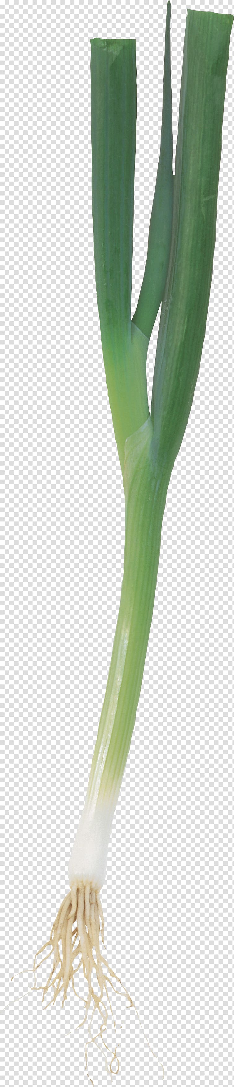 Allium fistulosum Onion Scallion Leek Shashlik, onion transparent background PNG clipart