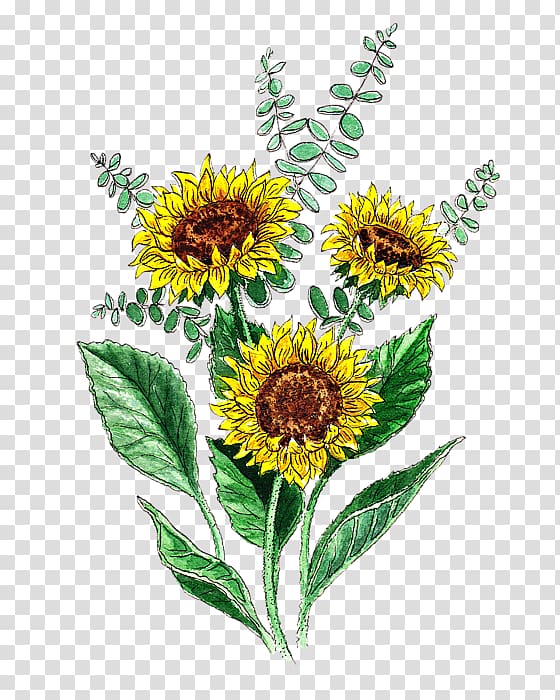 Common sunflower Sunflower seed Daisy family Cut flowers, sunflowers transparent background PNG clipart