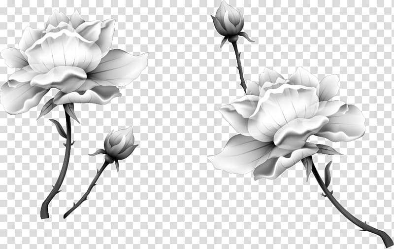 Nelumbo nucifera Ink wash painting Black and white, black and white lotus transparent background PNG clipart