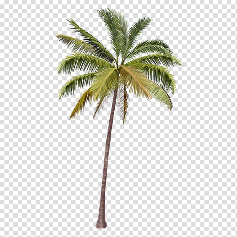 Arecaceae Coconut Tree Coco\'s Beach Club Cancun, coconut transparent background PNG clipart