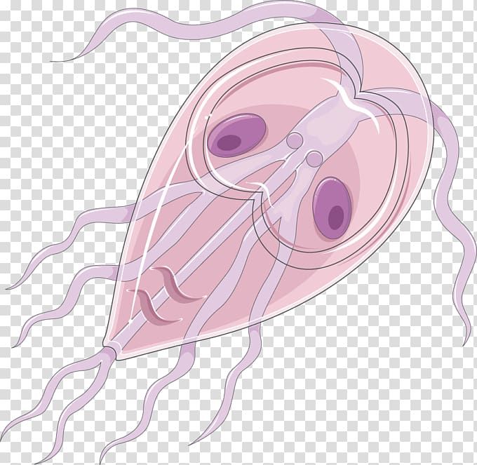 Insect Echinococcus granulosus Trophozoite Drawing Trichinella spiralis, insect transparent background PNG clipart