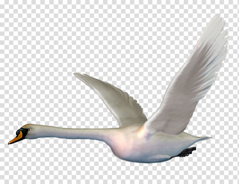 Cygnini Bird Goose Duck The Magic Swan Geese, Flying white swan transparent background PNG clipart