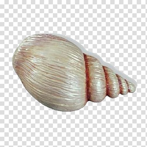Cockle Veneroida Seashell Door handle Child, shell transparent background PNG clipart