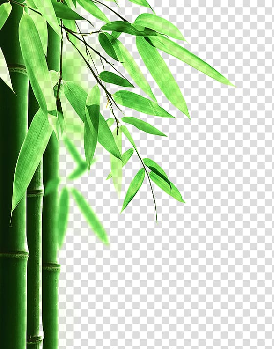 Bamboo floor Mattress protector Mattress pad Phyllostachys edulis, Green Bamboo transparent background PNG clipart