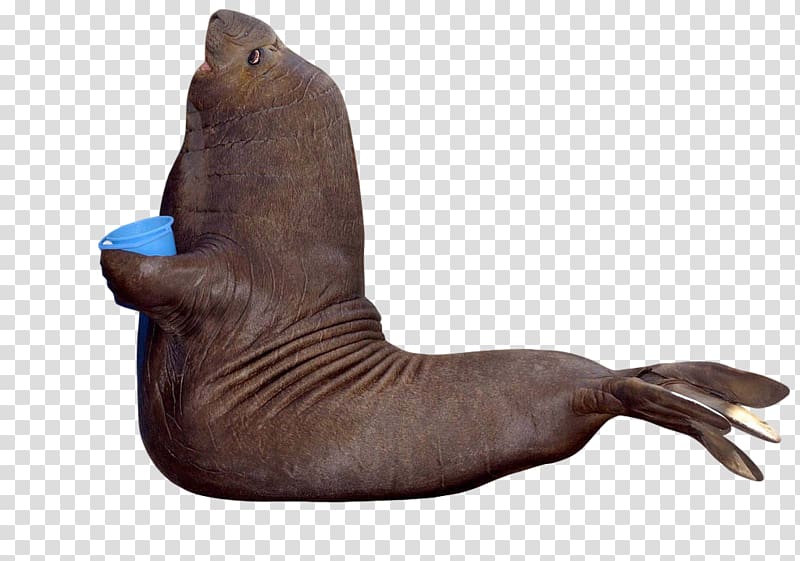 Sea lion Walrus Southern elephant seal Harbor seal Harp seal, todd howard face transparent background PNG clipart