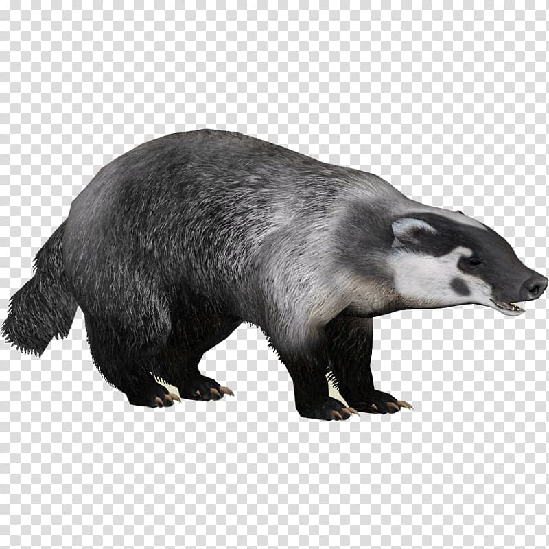gray and black badger, Badger transparent background PNG clipart