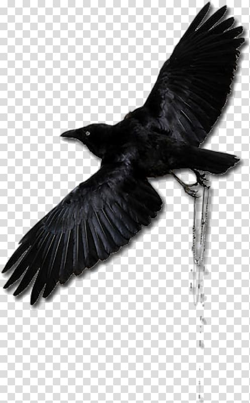 American crow Rook Common raven New Caledonian crow, others transparent background PNG clipart