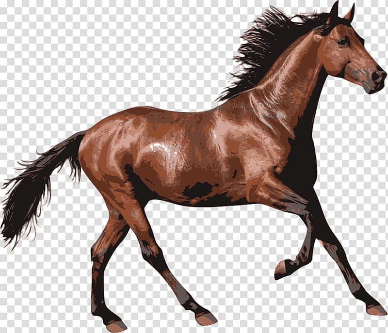 brown horse, Brown Race Horse transparent background PNG clipart