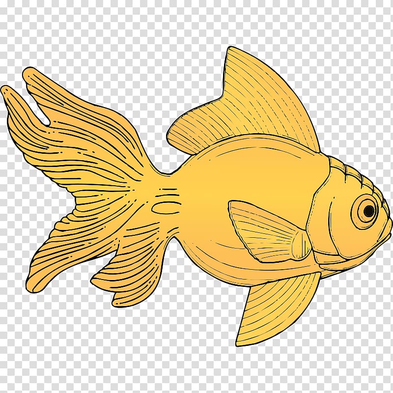 Carassius auratus Fish , Free Of Fish transparent background PNG clipart