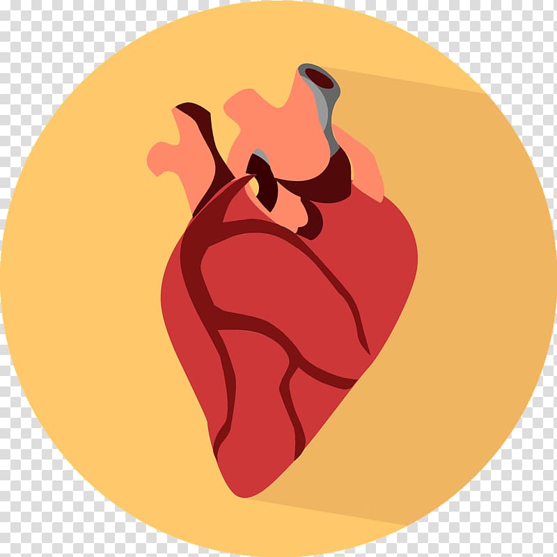 Heart transplantation Organ transplantation Human body, organs transparent background PNG clipart