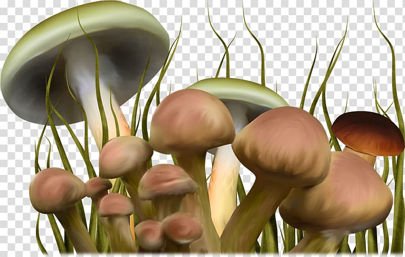 Psilocybin mushroom , Hand drawn cartoon fairy-tale world of mushrooms transparent background PNG clipart