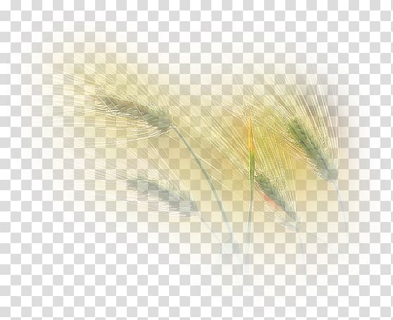 Leaf Ukraine Painting Drawing, others transparent background PNG clipart