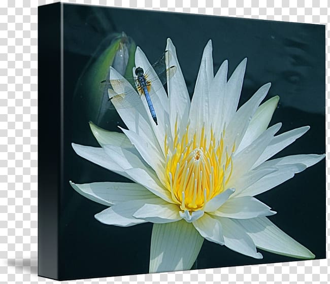 Gallery wrap Petal Aquatic Plants Flower, water lilies transparent background PNG clipart