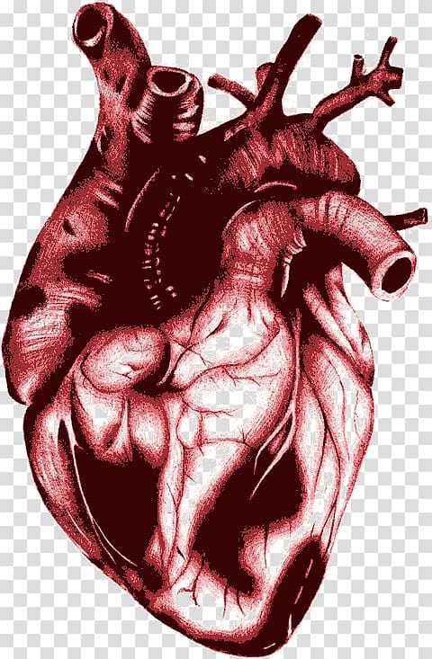 Heart Blood Euclidean , Scarlet Heart transparent background PNG clipart