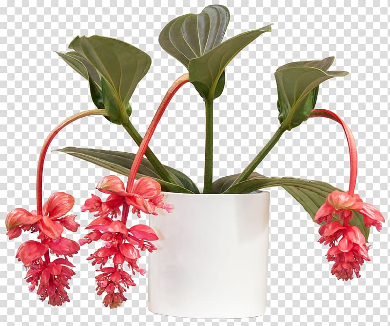 Medinilla magnifica Houseplant Bathroom Cut flowers, plant transparent background PNG clipart