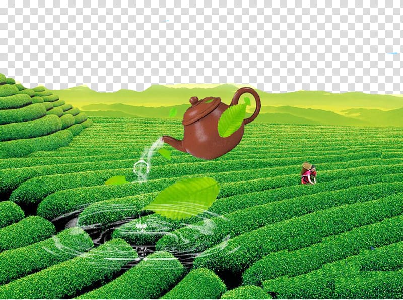 Green tea Yum cha Chinese tea Kettle, Tea field beauty transparent background PNG clipart