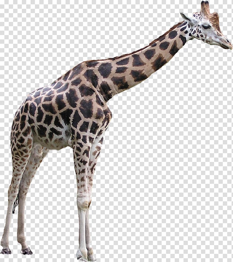 Giraffe , Giraffe transparent background PNG clipart