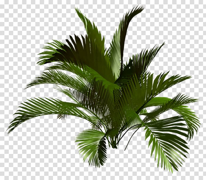 Asian palmyra palm Babassu Oil palms Vegetation Coconut, coconut transparent background PNG clipart
