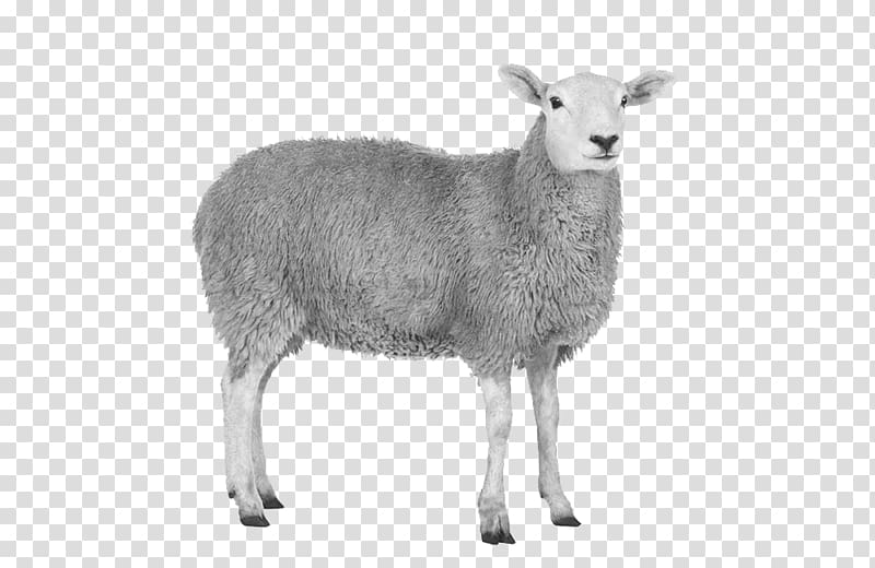 Sheep Goat , sheep transparent background PNG clipart