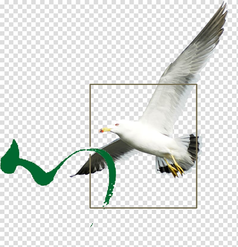 Bird Icon, bird transparent background PNG clipart