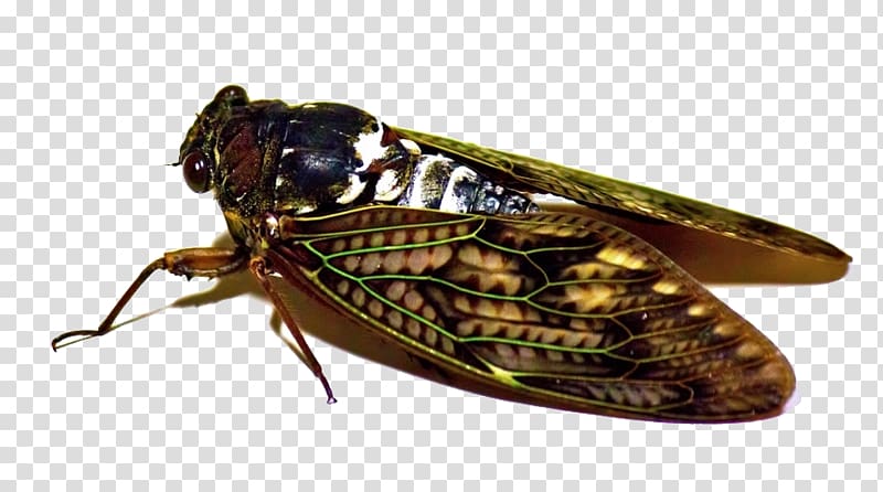 Graptopsaltria nigrofuscata Insect Cicadidae, Flies Insects transparent background PNG clipart
