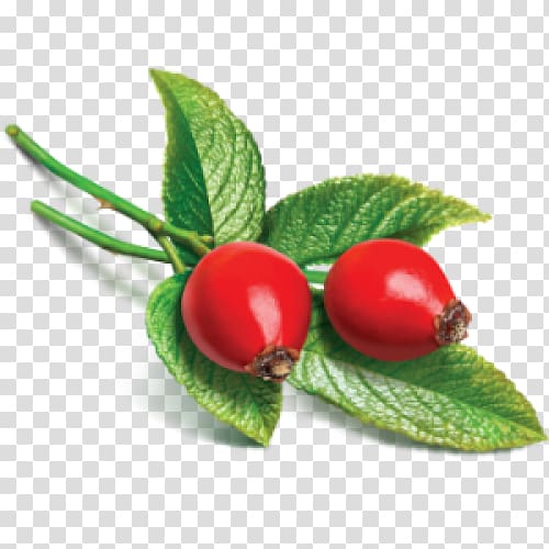 Rose hip seed oil Carrier oil Essential oil, burning flowers transparent background PNG clipart