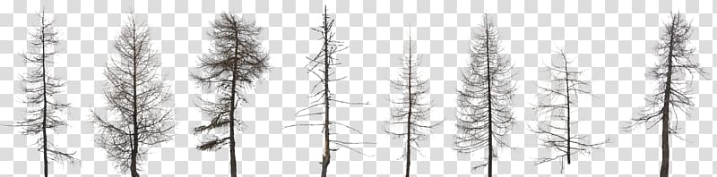 Tree Fir Pine Forest Conifers, tree transparent background PNG clipart