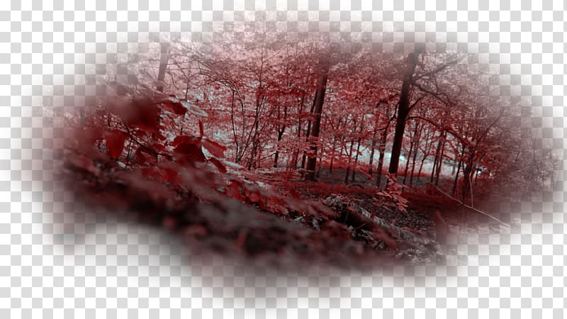 Red Forest Pripyat Chernobyl disaster Radioactive contamination, forest transparent background PNG clipart