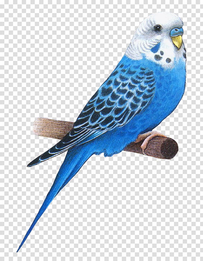 Bird Animation Parakeet Budgerigar, Bird transparent background PNG clipart