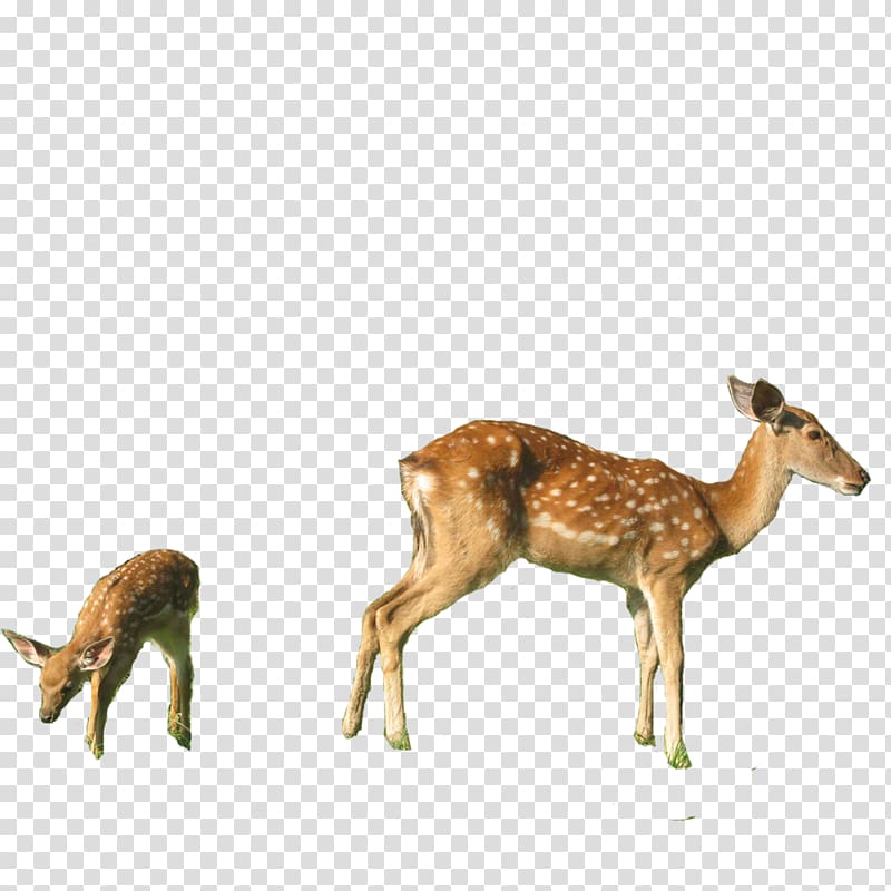 White-tailed deer Red deer Musk deer Sika deer, FIG deer transparent background PNG clipart