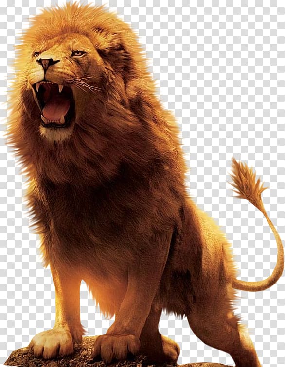 roaring lion illustration, Aslan Lion Desktop , lion transparent background PNG clipart