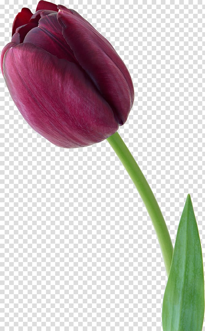 Tulip Flower Violet, tulip transparent background PNG clipart