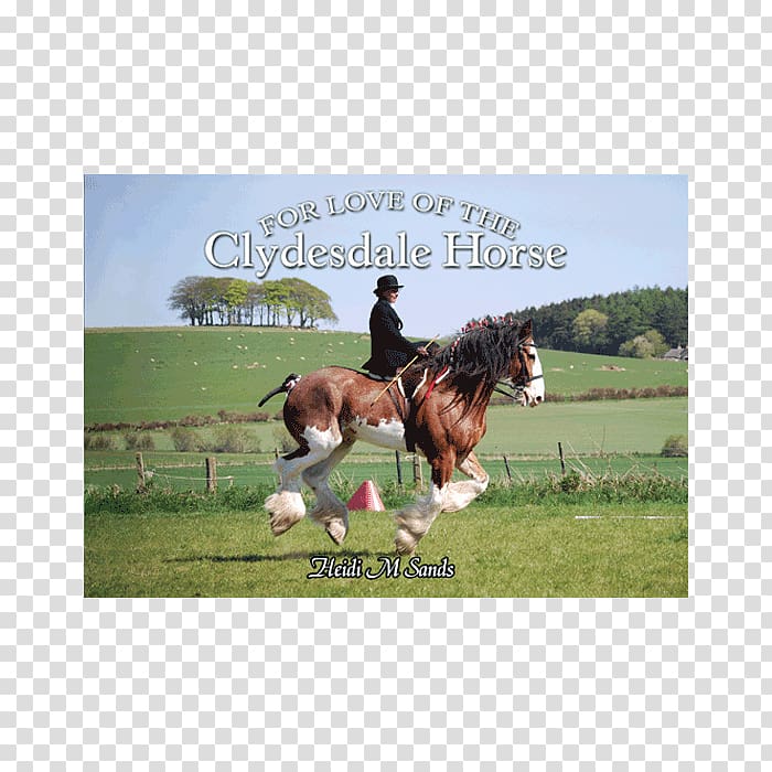 For Love of the Clydesdale Horse Stallion Hunt seat Foal, Clydesdale Horse transparent background PNG clipart