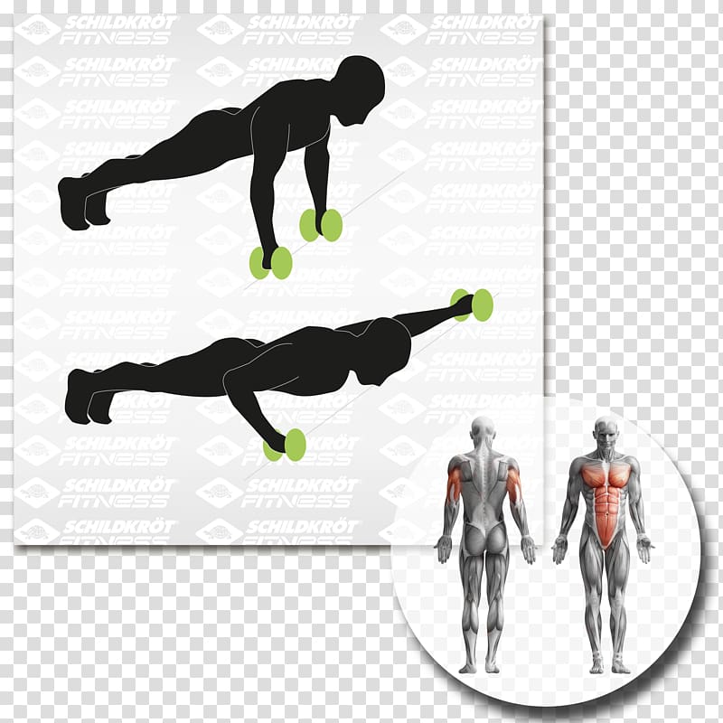 Human body Muscle Anatomy Myofascial trigger point Muscular system, torro transparent background PNG clipart