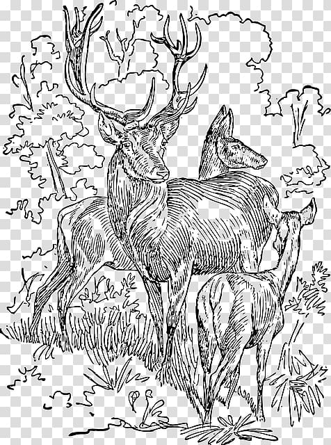 White-tailed deer Red deer Reindeer Moose, deer transparent background PNG clipart