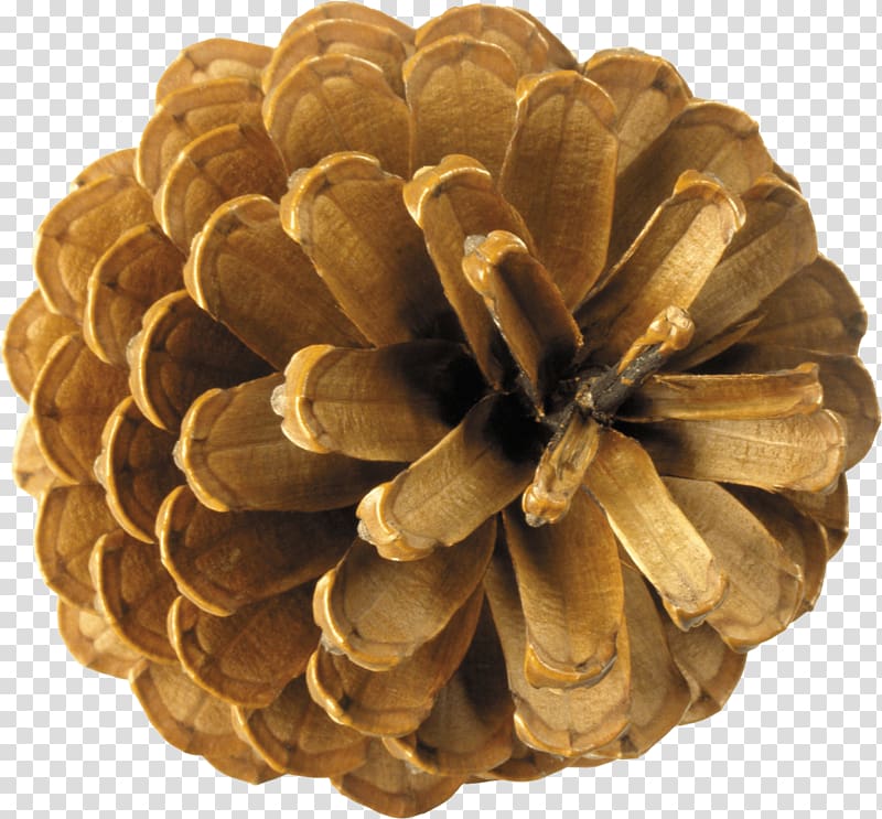 round brown plant art, Pine Cone Top transparent background PNG clipart