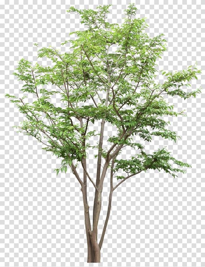 Tree Citxe9 Joie socixe9txe9 coopxe9rative Computer file, tree transparent background PNG clipart