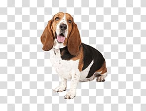 of adult basste hound, Basset Dog Looking Up Right transparent background PNG clipart